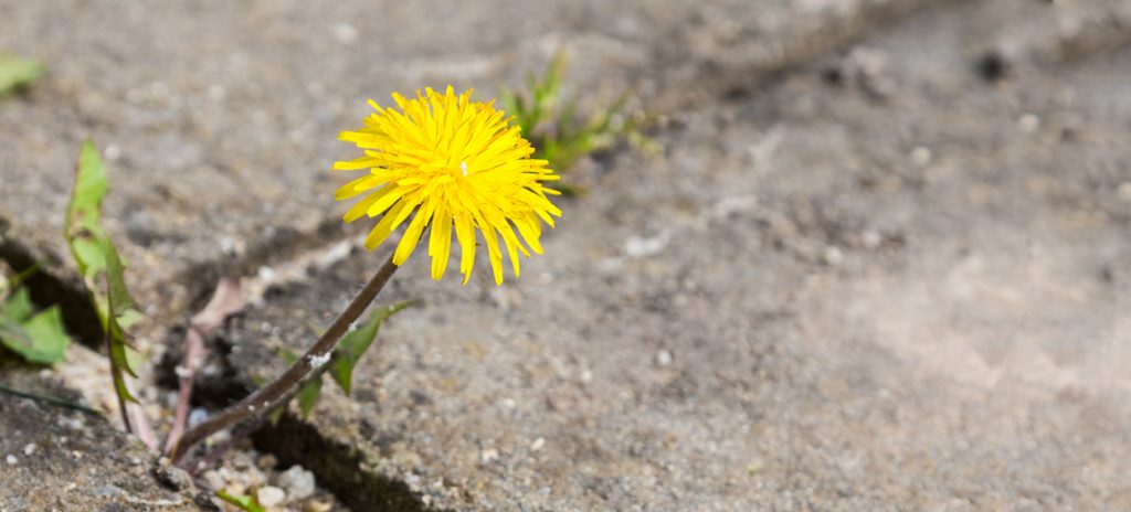 Supporting resilience in child victims of abuse in Lithuania