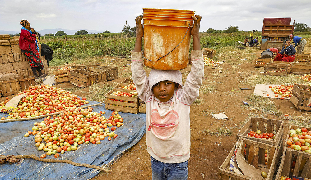 Un garçon cueillant des tomates comme journalier en Tanzanie.
